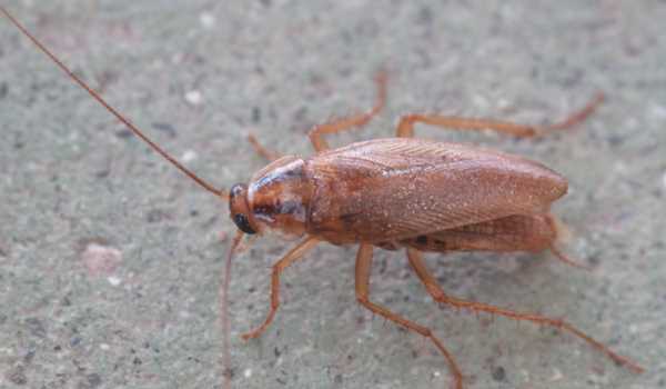 蟑螂怕洗衣粉是真的,蟑螂怕洗衣粉嗎圖4