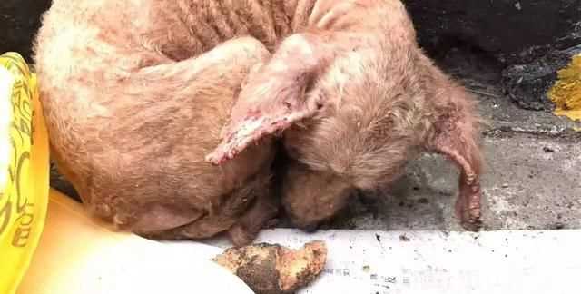 蜱蟲(chóng)怕什么藥和氣味，蜱蟲(chóng)死死咬在狗狗身上，要怎么取下來(lái)？圖3