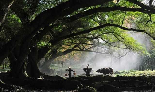 石牛山索道多少米，德化石牛山索道長度在國內(nèi)排第幾？圖13