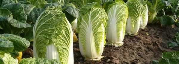 白菜每層都有黑點點是什么,白菜上的小黑點到底是什么東西圖8