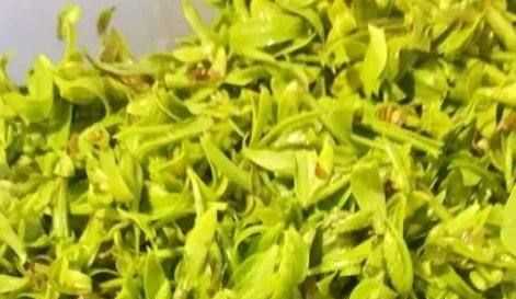 柳樹芽怎么吃,柳樹芽怎么做好吃,長(zhǎng)期吃可以嗎?圖2