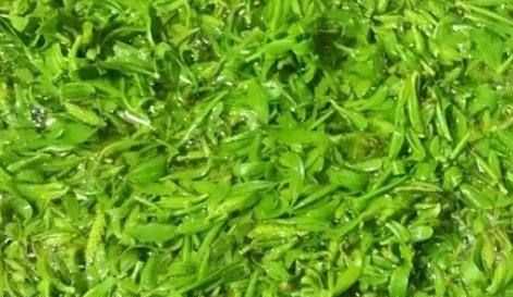柳樹芽怎么吃,柳樹芽怎么做好吃,長(zhǎng)期吃可以嗎?圖3