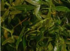 柳樹芽怎么吃,柳樹芽怎么做好吃,長(zhǎng)期吃可以嗎?圖10