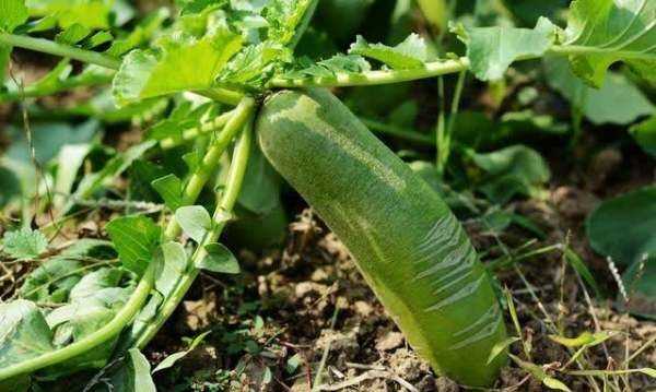 樓房怎樣儲存大蘿卜,在北方冬天樓房怎么儲存蘿卜圖4