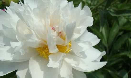 大芍藥花,芍藥花的養(yǎng)殖方法和注意事項圖4