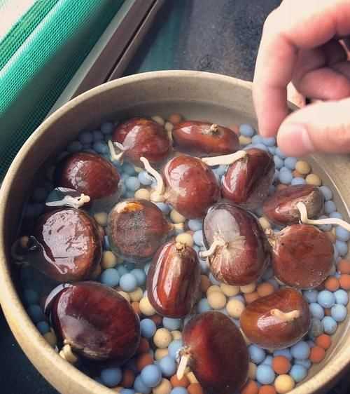 生板栗有點發(fā)芽的跡象，還能不能吃買的生板
