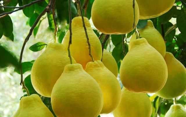 柚子苦能吃嗎，柚子皮薄吃起來(lái)苦苦地怎么回事，還能吃嗎？圖2