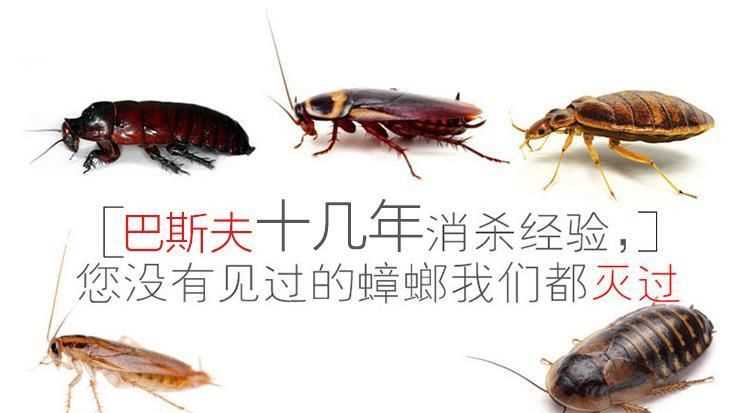 家庭自己消殺蟑螂，最有效的方法是什么！