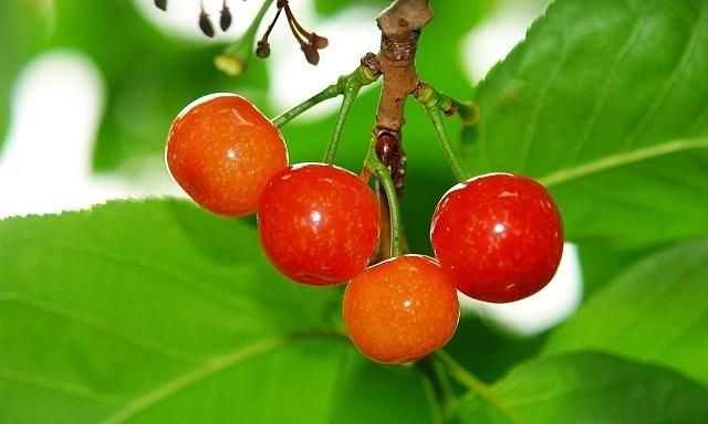 櫻桃放多久會變味，冰糖櫻桃汁能存放多久？圖5