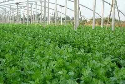 芹菜屬于什么類蔬菜，芹菜是我們常吃的一種蔬菜，都有哪些種類？如何種植才能高產(chǎn)？圖6