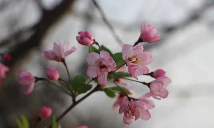 東風(fēng)吹綠柳絲迎的意思