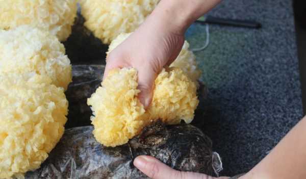 雪耳要浸泡多長時(shí)間,銀耳熬之前要泡多長時(shí)間圖3