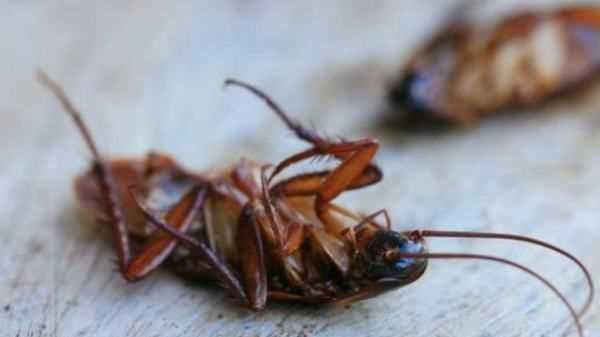 燈光會(huì)吸引會(huì)飛蟑螂,開燈睡覺會(huì)不會(huì)有蟑螂圖1