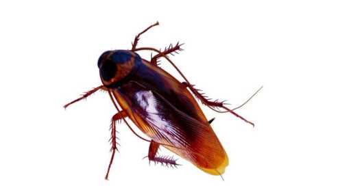 燈光會(huì)吸引會(huì)飛蟑螂,開燈睡覺會(huì)不會(huì)有蟑螂