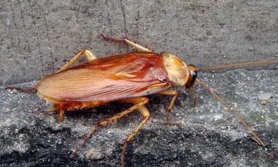 開著燈會(huì)吸引蟑螂嗎