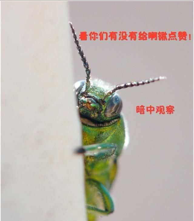 臭蟲在水里泡多久才會死，家里有臭蟲，怎么樣才能快速除掉呢？圖6