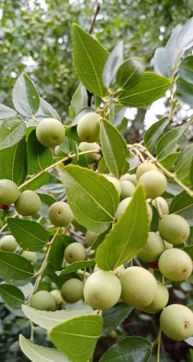文化產(chǎn)品有哪些，黎族文化產(chǎn)品有哪些？圖8