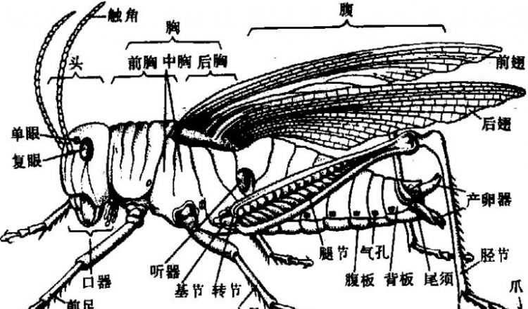蜻蜓生長(zhǎng)的三個(gè)過(guò)程