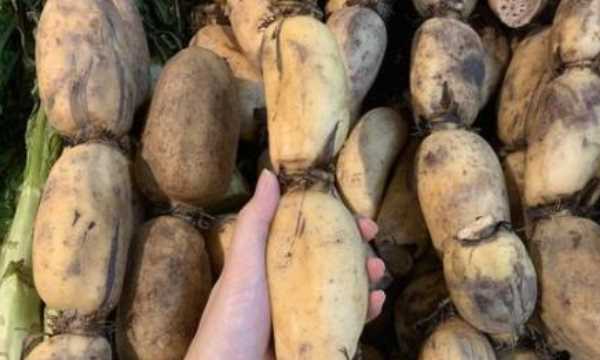 藕有幾個(gè)孔的區(qū)別,買藕時(shí)注意什么圖5