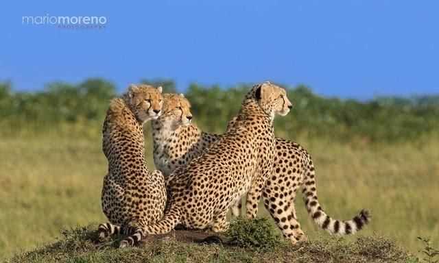 非洲大草原上有哪些動物