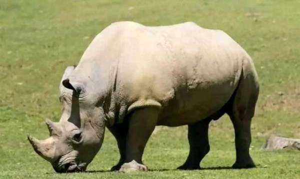 非洲大草原有哪些動物,非洲大草原上有哪些動物圖4