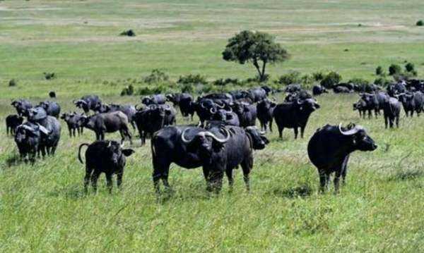 非洲大草原有哪些動物,非洲大草原上有哪些動物圖5