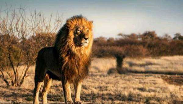 非洲大草原有哪些動物,非洲大草原上有哪些動物圖6