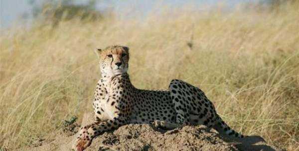 非洲大草原有哪些動物,非洲大草原上有哪些動物圖7