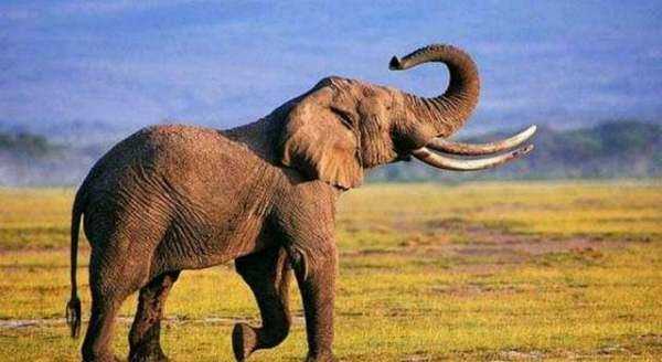 非洲大草原有哪些動物,非洲大草原上有哪些動物圖8