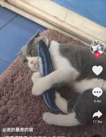 抖音小野貓什么歌