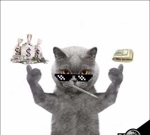 抖音里面評論的貓咪是什么