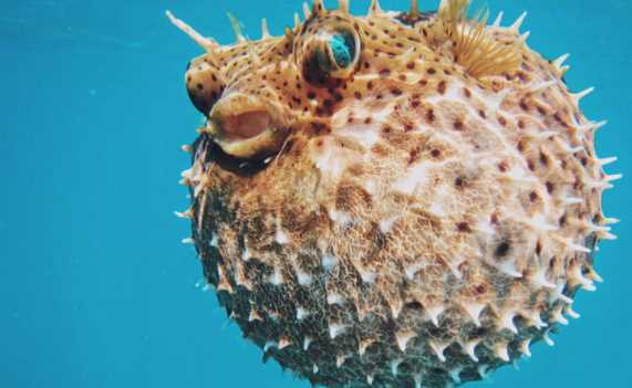 渾身帶刺的動物,除了刺猬,還有什么動物帶刺?圖4