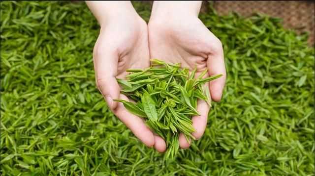 秋茶是什么意思，秋茶什么意思？圖3