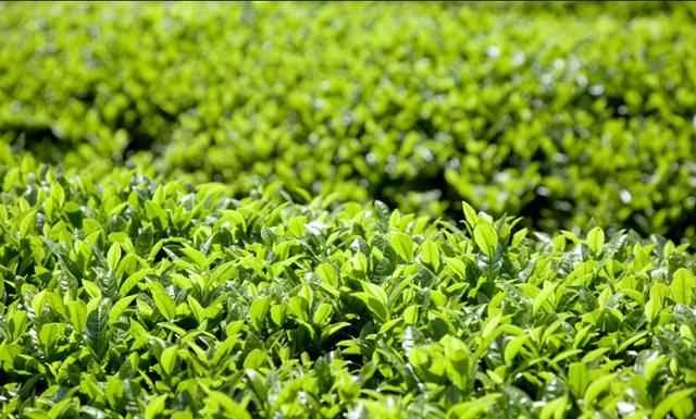 秋茶是什么意思，秋茶什么意思？圖4