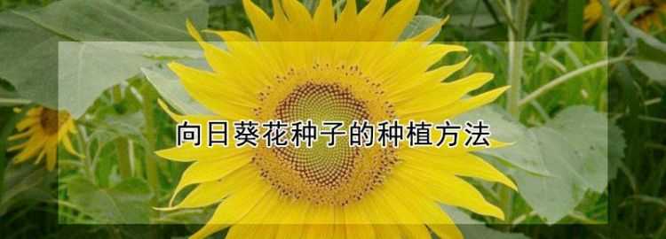 什么樹是靠風(fēng)傳播種子