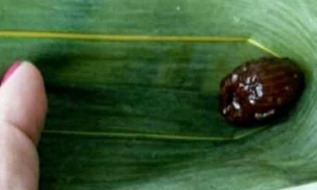 蜜棗粽子的做法，蜜棗粽子的做法和包法？圖13