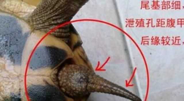 巴西龜怎么分公母，巴西龜怎么分公母？圖1