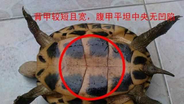 巴西龜怎么分公母，巴西龜怎么分公母？圖2