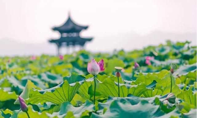 曉出凈慈寺送林子方古詩的意思，曉出凈慈寺送林子方古詩最簡單易懂的意思是什么？圖2