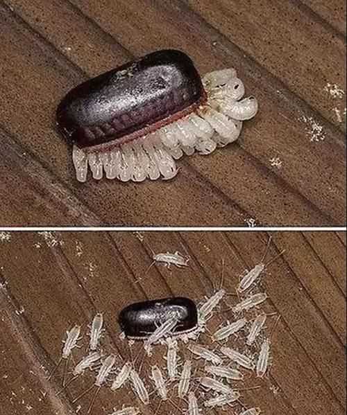 小強(qiáng)怕酒精消毒液?jiǎn)?
