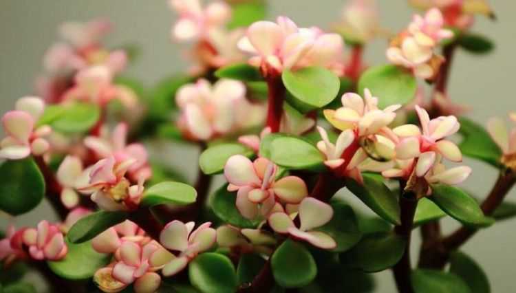 金枝玉葉養(yǎng)殖方法與注意事項(xiàng)