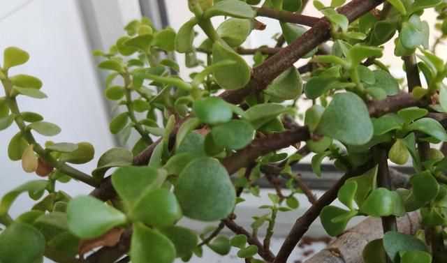 金枝玉葉花的養(yǎng)殖方法和注意事項(xiàng)，金枝玉葉養(yǎng)殖方法與注意事項(xiàng)？圖3