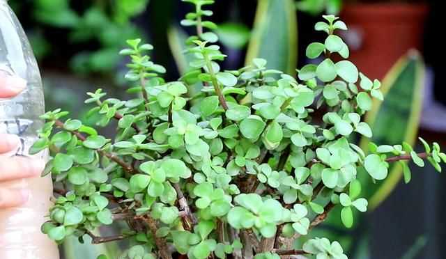 金枝玉葉花的養(yǎng)殖方法和注意事項(xiàng)，金枝玉葉養(yǎng)殖方法與注意事項(xiàng)？圖5