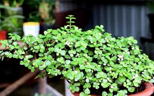 金枝玉葉花的養(yǎng)殖方法和注意事項(xiàng)，金枝玉葉養(yǎng)殖方法與注意事項(xiàng)？圖6