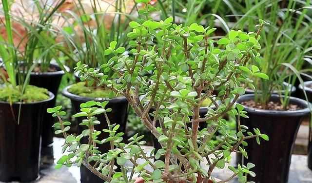 金枝玉葉花的養(yǎng)殖方法和注意事項(xiàng)，金枝玉葉養(yǎng)殖方法與注意事項(xiàng)？圖7