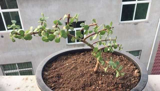 金枝玉葉花的養(yǎng)殖方法和注意事項(xiàng)，金枝玉葉養(yǎng)殖方法與注意事項(xiàng)？圖8