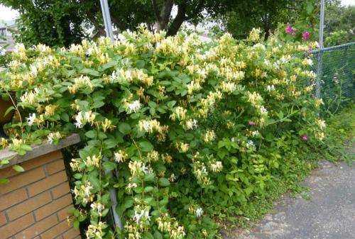 金銀花的用途,金銀花有什么用處和作用圖6