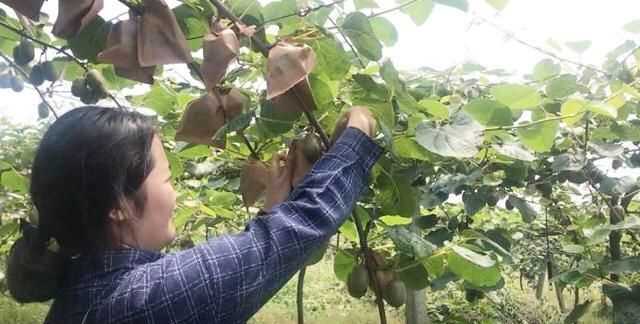 果蠅的危害，果蠅是否屬于生物性危害性異物？圖3