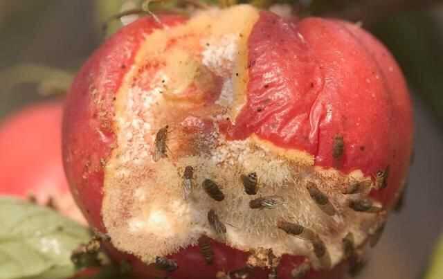 果蠅的危害，果蠅是否屬于生物性危害性異物？圖6