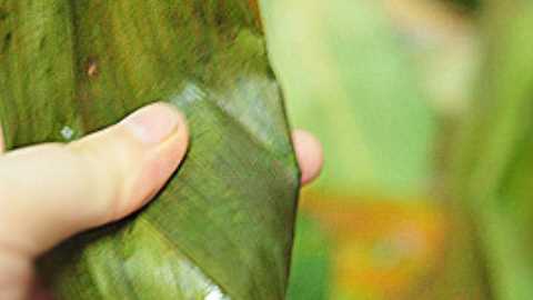 粽子用蒸鍋蒸多長時(shí)間,粽子蒸多久才能熟多長時(shí)間能煮熟圖5